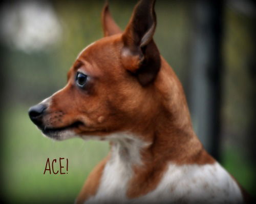 Ace/Adopted!