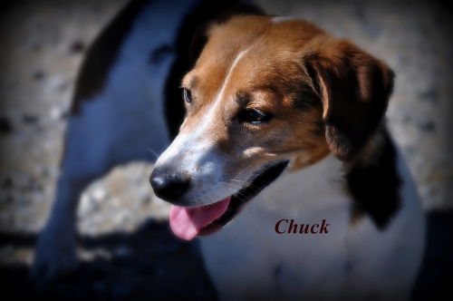 Chuck