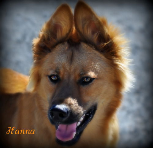 Hanna