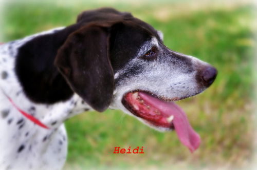 Heidi