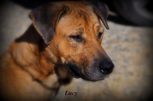 Lucy