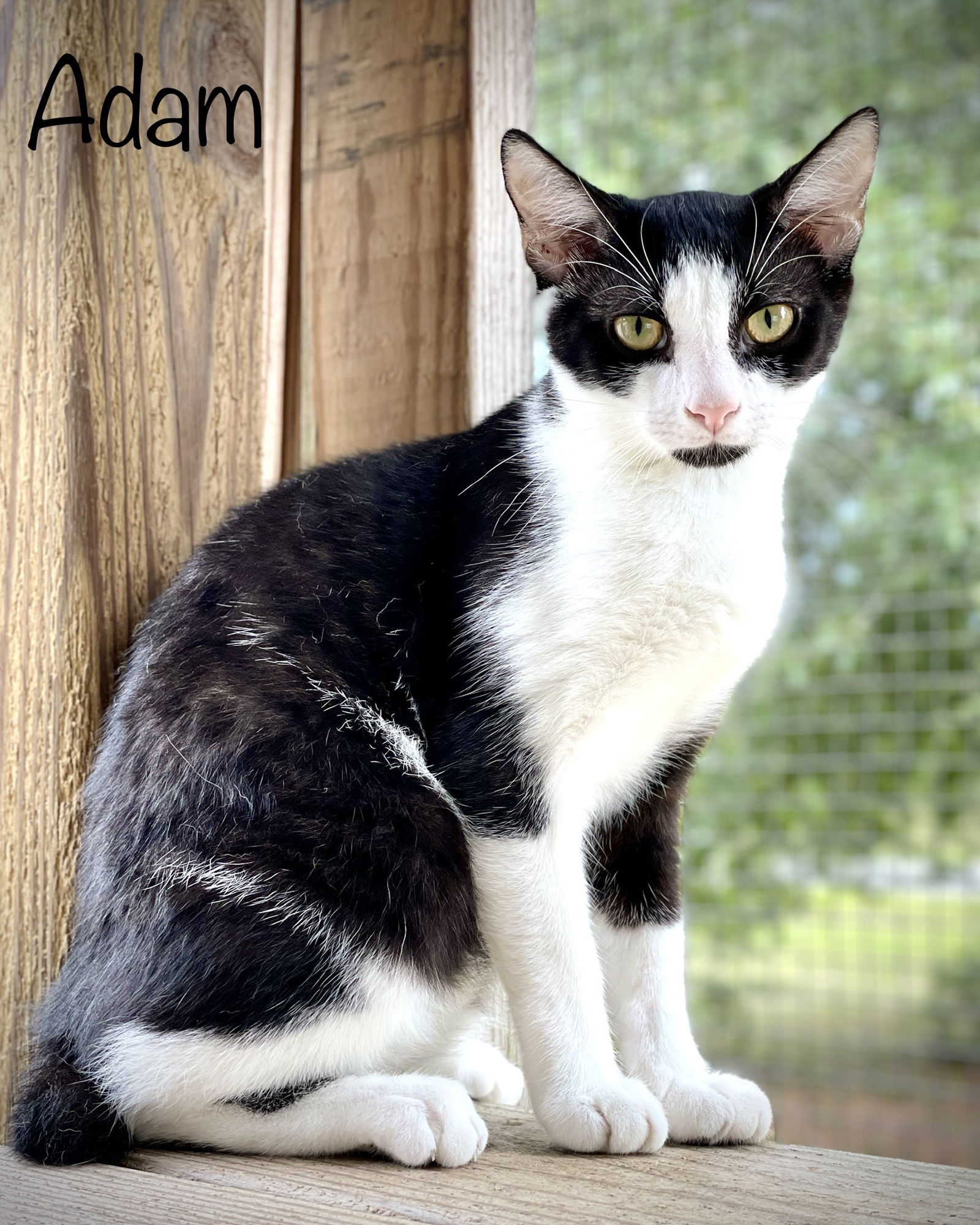 Cats For Adoption In Elba Alabama Alpha Paw