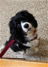 adoptable Dog in crestview, FL named Charlie