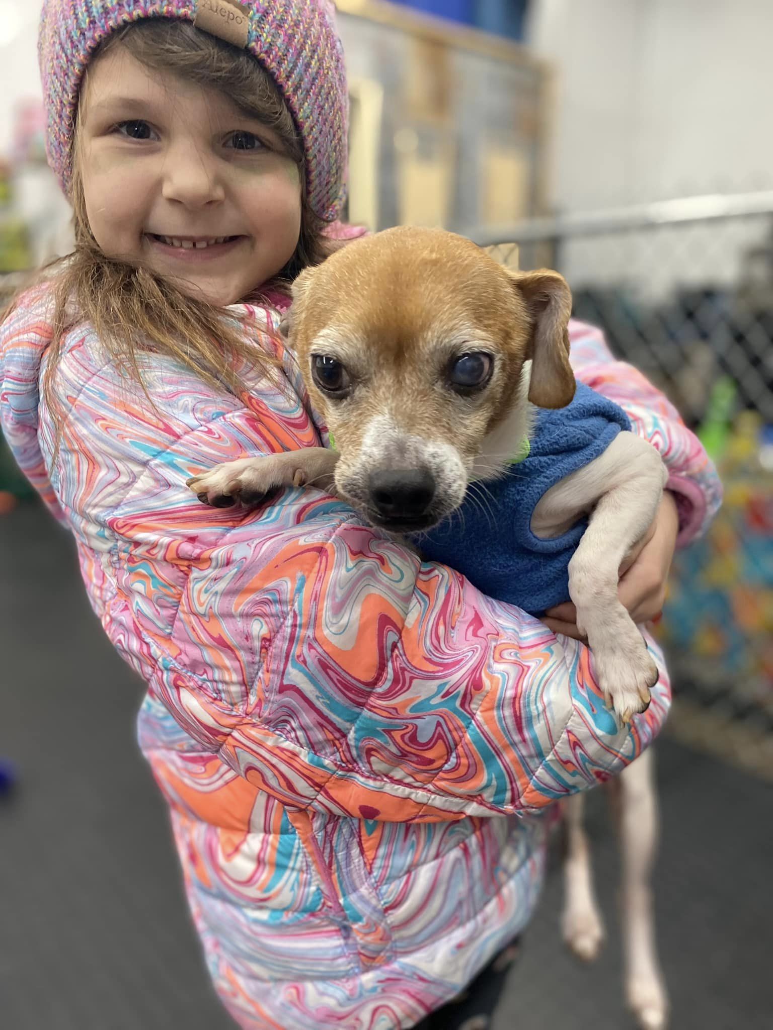 Dog for Adoption - Ernie, a Chihuahua in Spicer, MN | Alpha Paw 