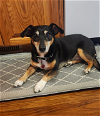 adoptable Dog in saint cloud, MN named Giotto