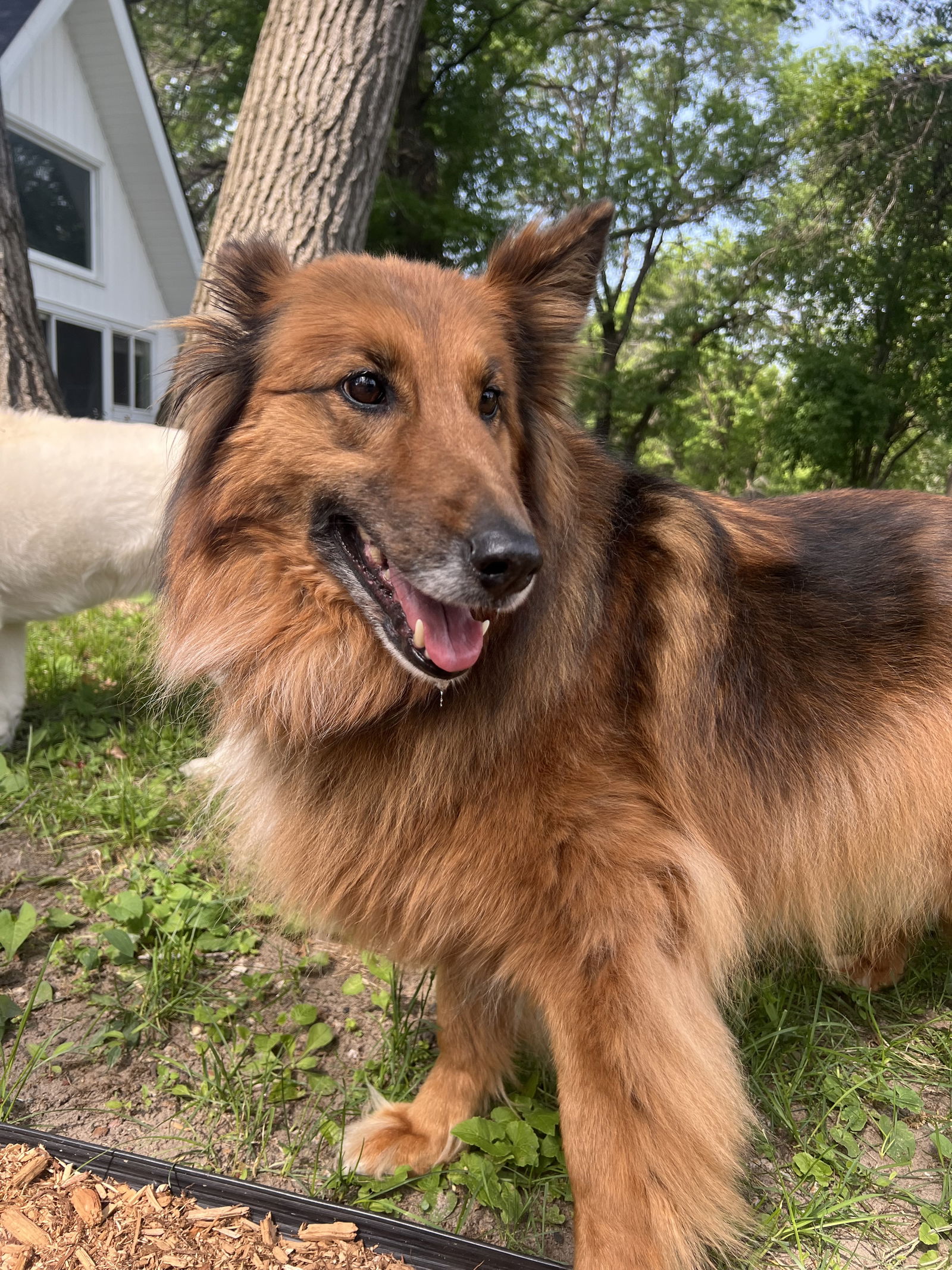 adoptable Dog in Saint Cloud, MN named Ginger