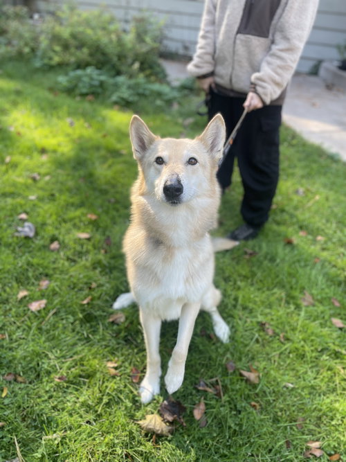 picture of the dog needing adoption