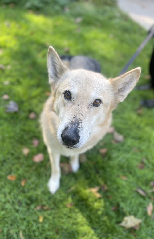 TOBI - Shepherd / Husky available for adoption
