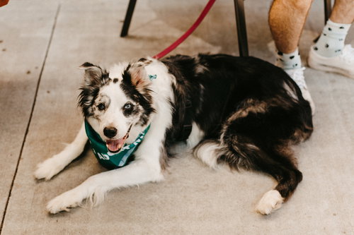 DAI MAR - Collie / Australian Cattle Dog/Blue Heeler available for adoption