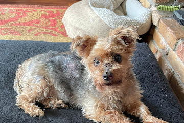 adoptable Dog in Saint Cloud, MN named Squidward