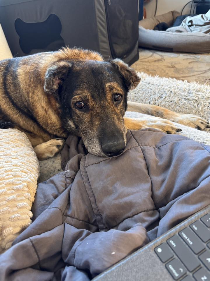 adoptable Dog in Saint Cloud, MN named Scout