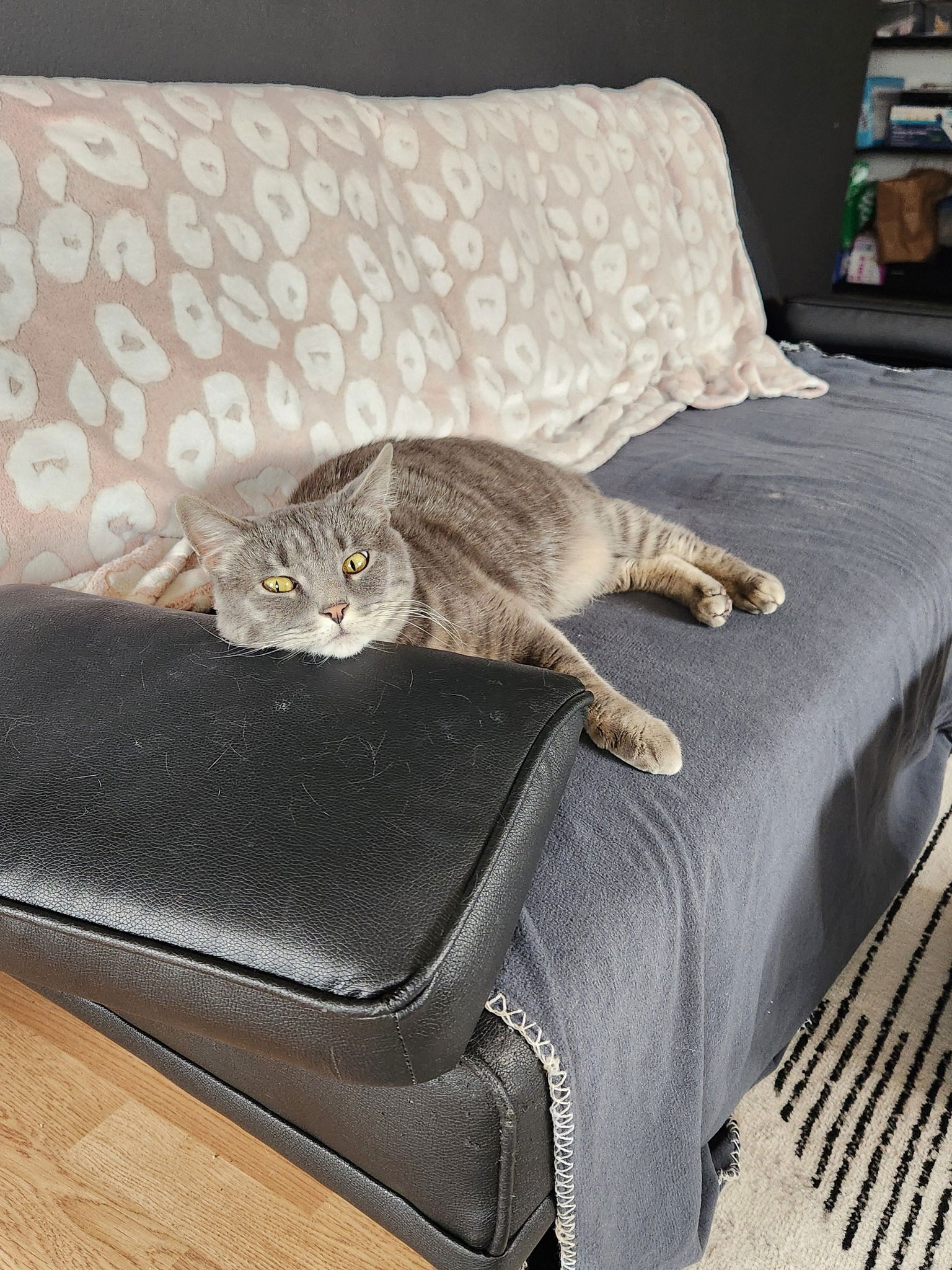 adoptable Cat in Saint Cloud, MN named Gracie