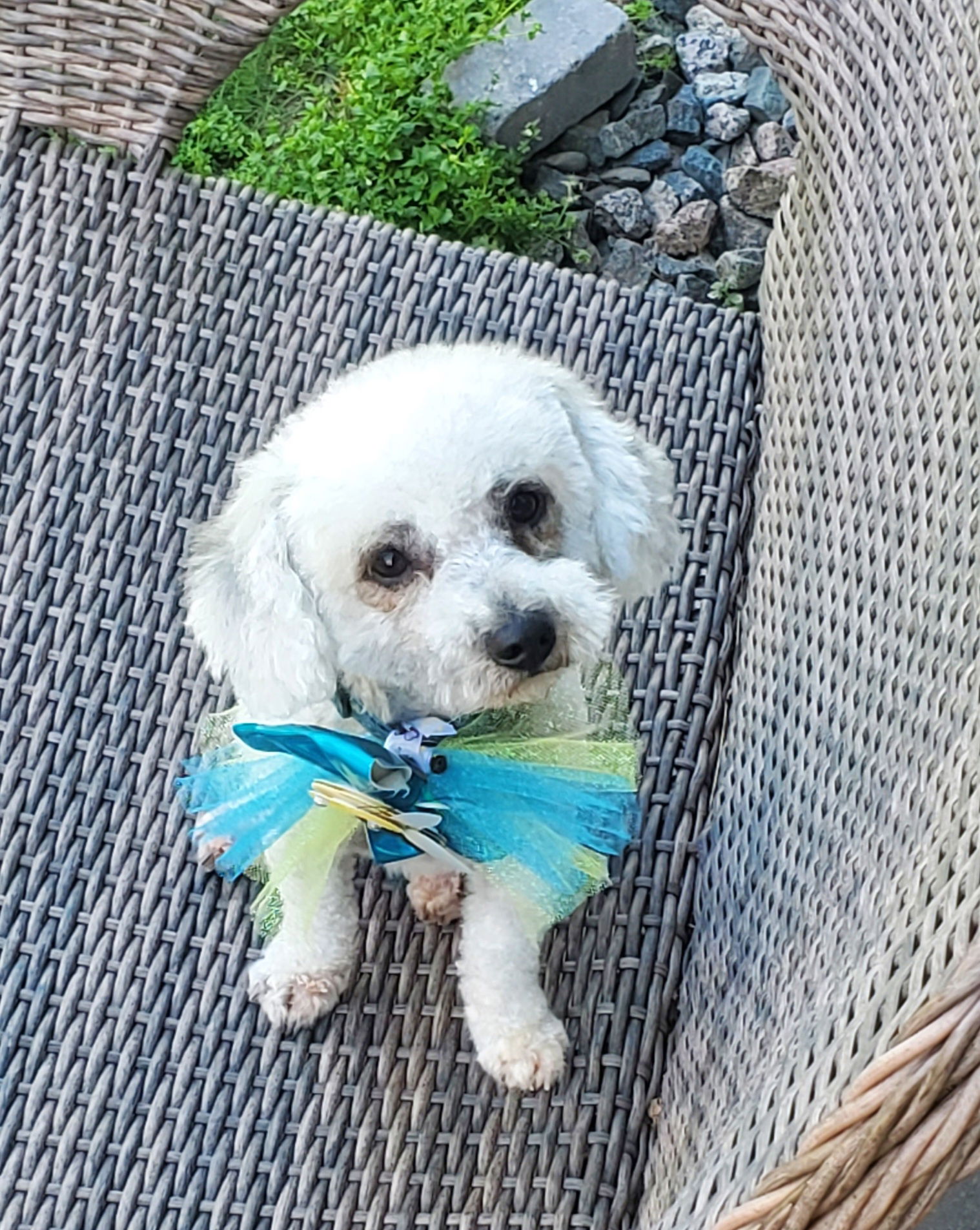 adoptable Dog in Saint Cloud, MN named Barkley