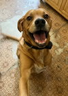 Bandit - Photo 6