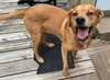 Bandit - Photo 4