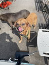 Bandit - Photo 2