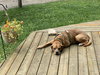 Bandit - Photo 7