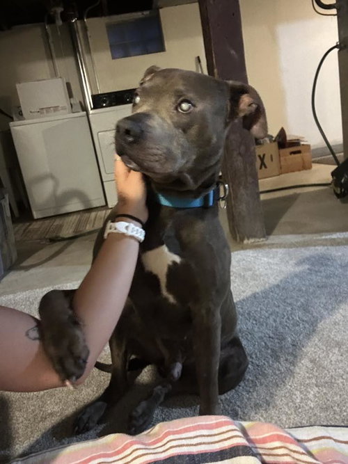 KING - Pit Bull Terrier available for adoption