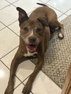 adoptable Dog in  named Baloo