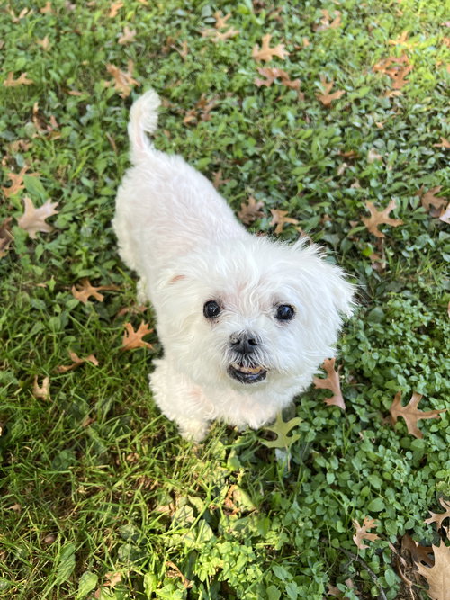 picture of the dog needing adoption