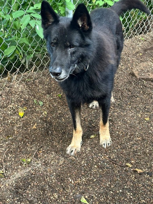 picture of the dog needing adoption