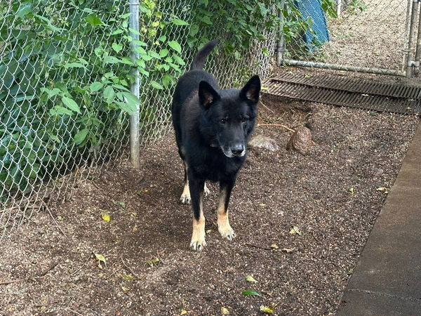 Crixus
