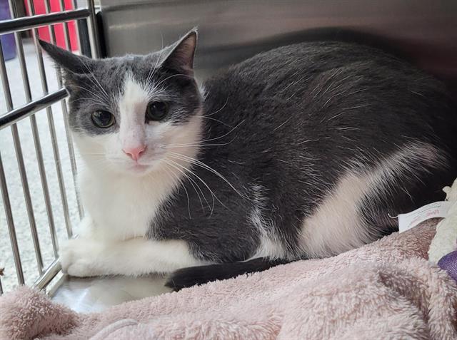 adoptable Cat in Concord, ON named ZEPPELIN