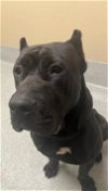 adoptable Dog in concord, NC named CASHA