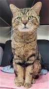adoptable Cat in concord, NC named CHUCKE CHEESE