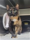 adoptable Cat in concord, NC named BENEDICTA