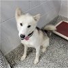 adoptable Dog in concord, NC named HAPPY
