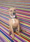 adoptable Dog in  named WHIMSY LOU