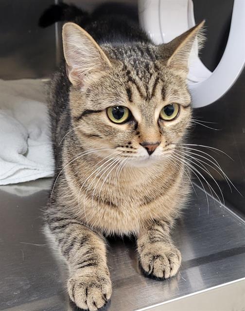 adoptable Cat in Concord, ON named LILY