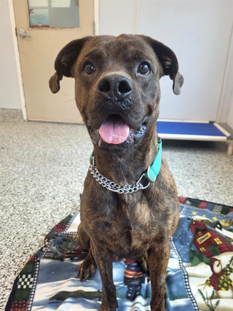 adoptable Dog in Concord, ON named BOXY