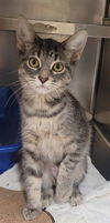 adoptable Cat in , ON named AIRE