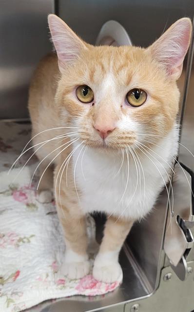 adoptable Cat in Concord, ON named GARFIELD