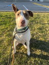 adoptable Dog in  named MIRACLE