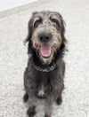 adoptable Dog in  named BREEZE