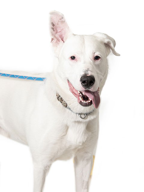 adoptable Dog in Concord, ON named RICKY
