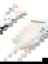adoptable Dog in  named RICKY