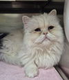 adoptable Cat in  named ANASTASIA