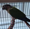 adoptable Bird in  named PINAPPLE