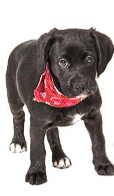 adoptable Dog in Concord, ON named LAALAA