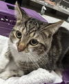 adoptable Cat in  named LUCKY