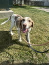 adoptable Dog in  named BLOSSUM