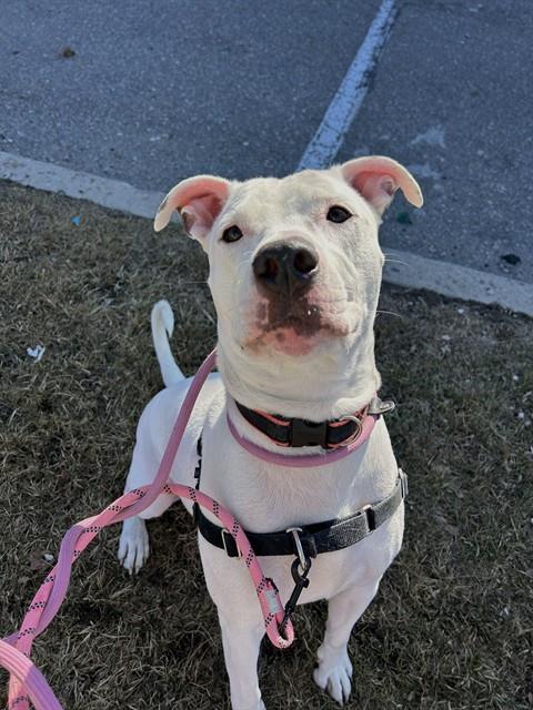 BARNEY, an adoptable American Bulldog in Vaughan, ON