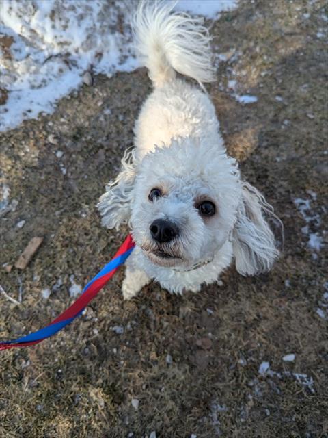 SOLO, an adoptable Maltese in Vaughan, ON
