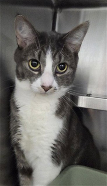 BUBBA, an adoptable Domestic Short Hair in Vaughan, ON