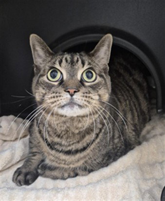 SKYLAR, an adoptable Domestic Short Hair in Vaughan, ON