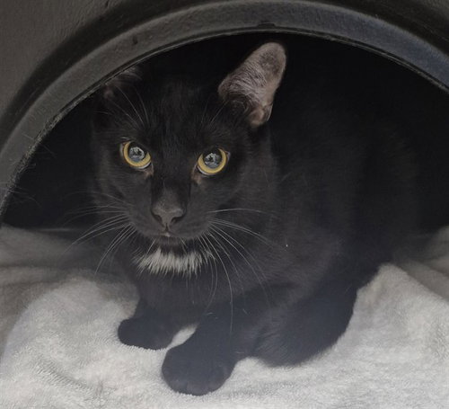 LIME, an adoptable Domestic Short Hair in Vaughan, ON